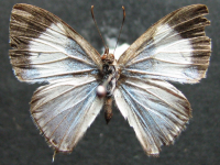 Adult Female Upper of Marbled Line-blue - Erysichton palmyra tasmanicus